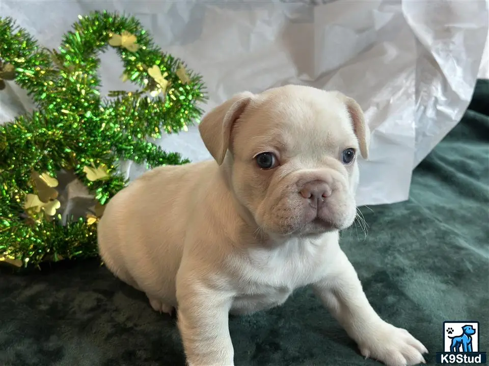 French Bulldog puppy for sale: a french bulldog puppy lying on a couch