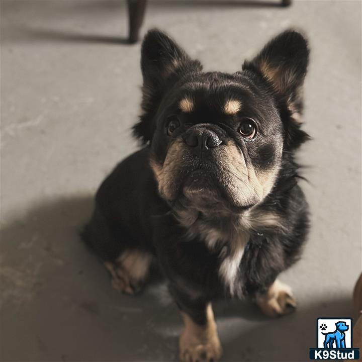 a small black french bulldog dog