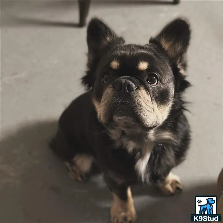 French Bulldog stud dog: a small black french bulldog dog