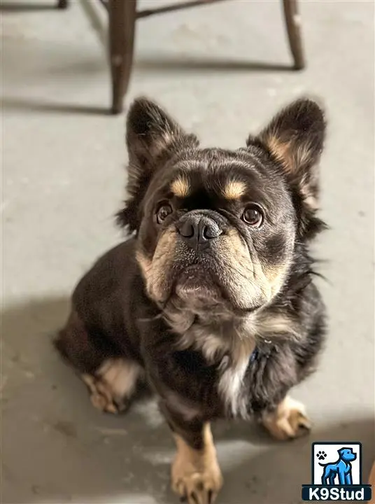 French Bulldog stud dog: a french bulldog dog sitting on the floor