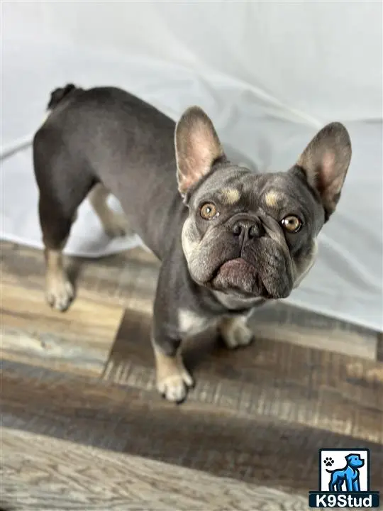 French Bulldog stud dog: Gray and tan French Bulldog standing on wooden floor