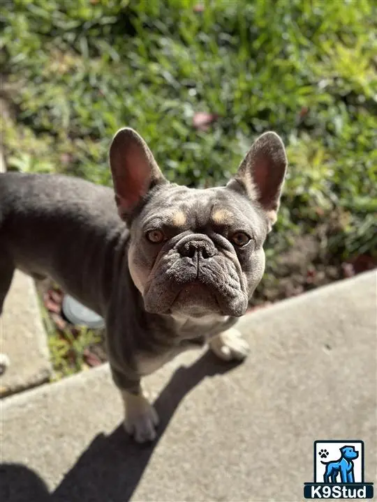French Bulldog stud dog: a french bulldog dog standing on a sidewalk