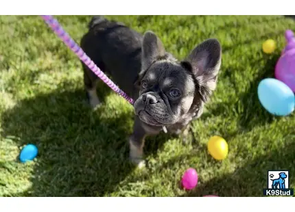 French Bulldog puppy for sale: a small french bulldog dog on a leash