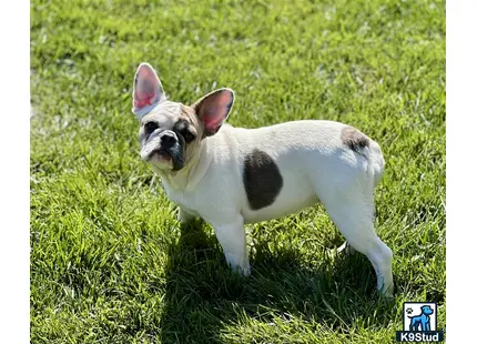 French Bulldog puppy for sale: a french bulldog dog standing in grass