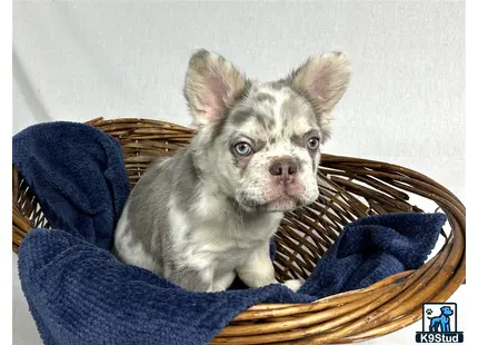 French Bulldog puppy for sale: a french bulldog dog sitting in a basket