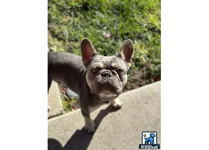 French Bulldog stud dog: a french bulldog dog standing on a sidewalk