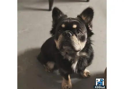 French Bulldog stud dog: a small black french bulldog dog