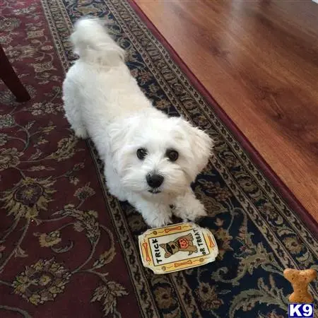 Coton De Tulear stud dog: a coton de tulear dog sitting on a rug
