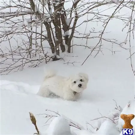 Coton De Tulear stud dog: a coton de tulear dog in the snow