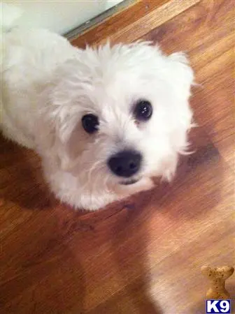 Coton De Tulear stud dog: a white coton de tulear dog on a wood floor