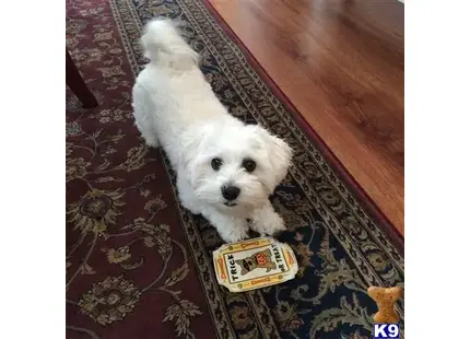Coton De Tulear stud dog: a coton de tulear dog sitting on a rug