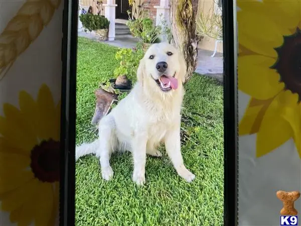 Golden Retriever stud dog: a golden retriever dog sitting on grass