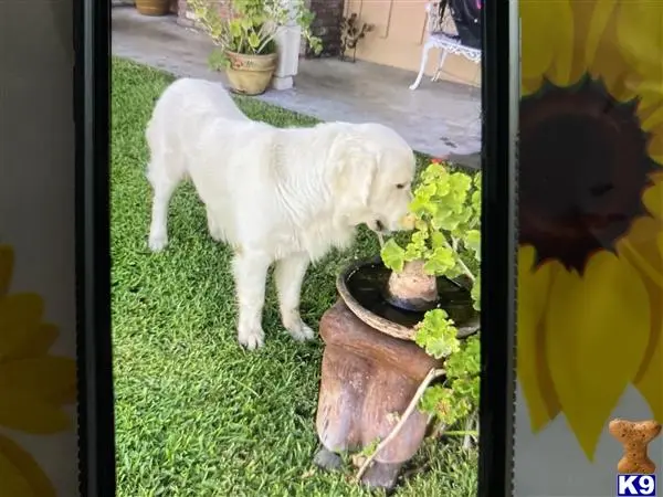 Golden Retriever stud dog: a golden retriever dog looking at a plant