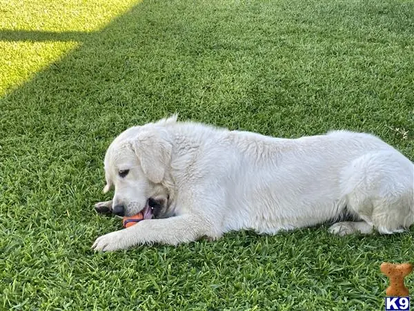 Golden Retriever stud dog: a golden retriever dog lying in the grass