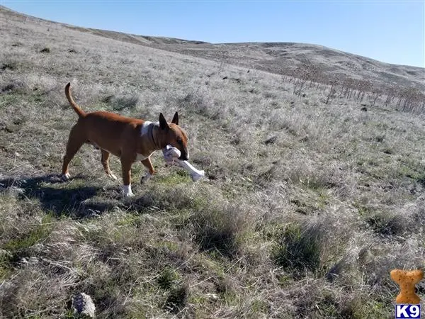 Bull Terrier stud dog