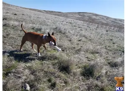 Bull Terrier