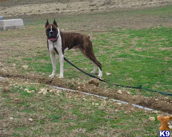 Boxer stud dog