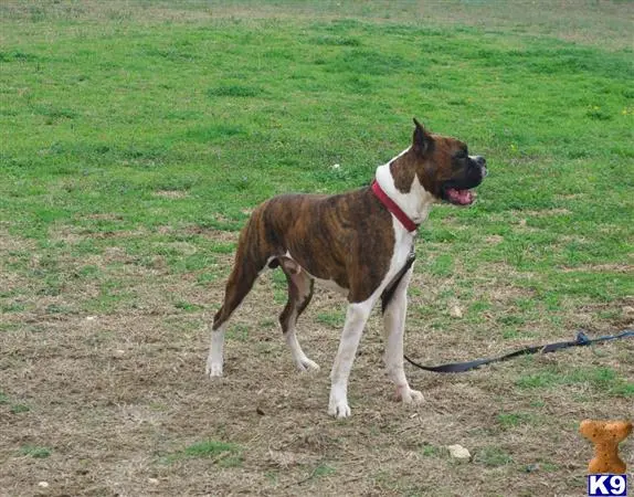 Boxer stud dog