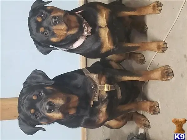 Rottweiler