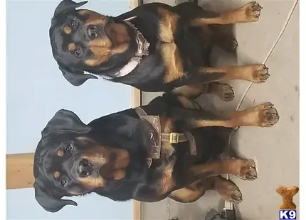 Rottweiler