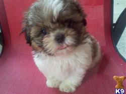 shih tzu puppy posted by mpatr0519
