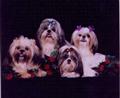 shih tzu puppy posted by mpatr0519