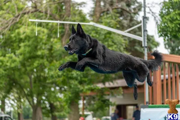 German Shepherd stud dog