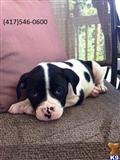 american bulldog puppy posted by mpphelan1