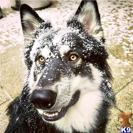 Alaskan Malamute stud dog: a black and white alaskan malamute dog