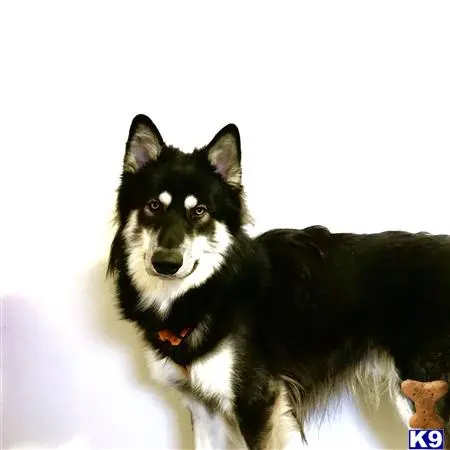 Alaskan Malamute stud dog: a black and white alaskan malamute dog