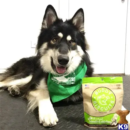 Alaskan Malamute stud dog: a alaskan malamute dog wearing a green shirt