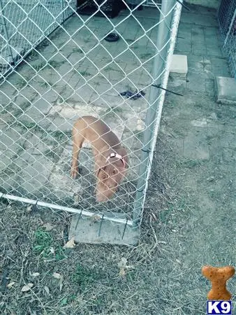 American Bully female dog: Brown American Bully standing in a kennel with a chain-link fence