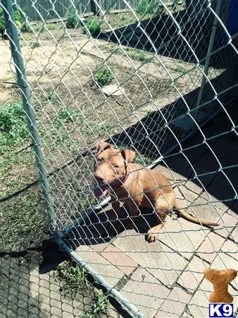 American Bully female dog: Brown American Bully sitting behind a chain-link fence in a yard