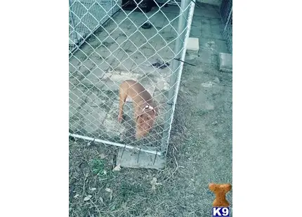 American Bully