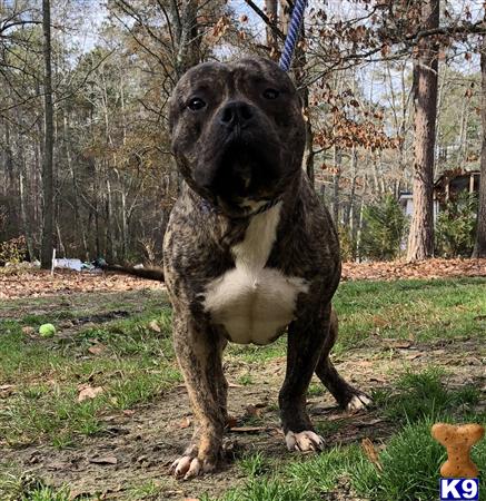 American Bully dog