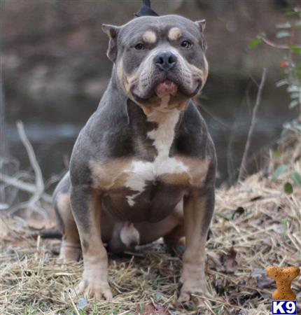 American Bully dog