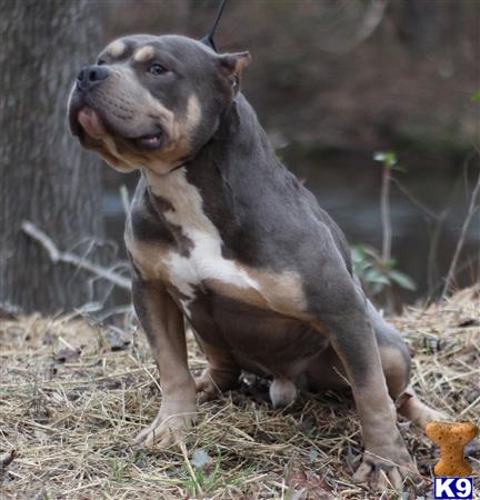 American Bully dog