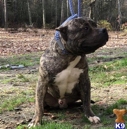 American Bully dog