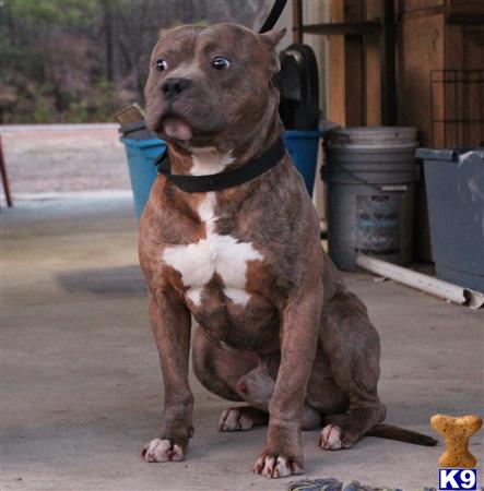 American Bully dog