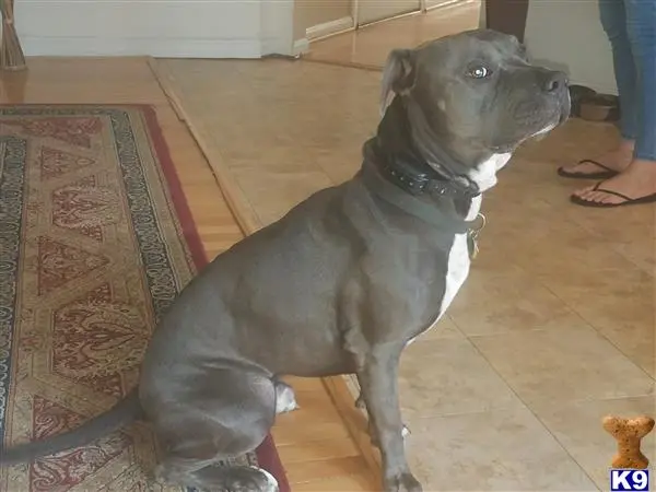 American Pit Bull stud dog