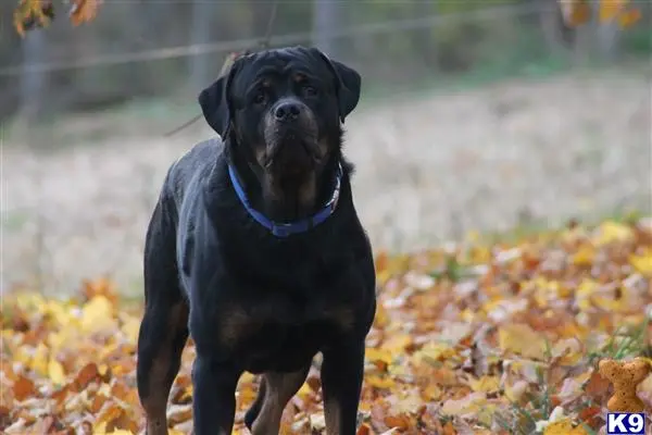 Rottweiler stud dog