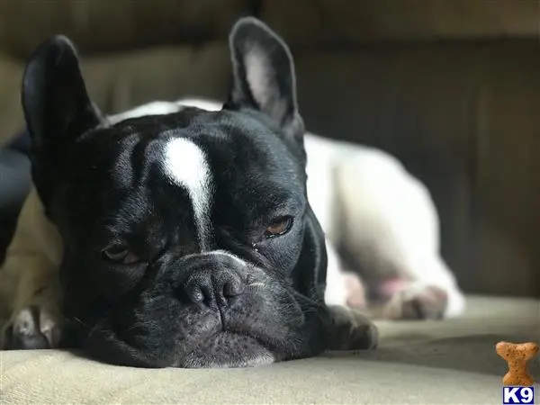 French Bulldog stud dog