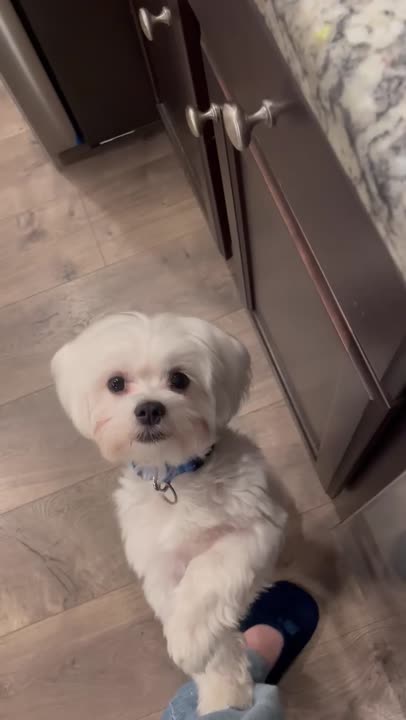 Maltese stud dog: Error: Operation returned an invalid status code BadRequest<br/>Stack Trace:    at Microsoft.Azure.CognitiveServices.Vision.ComputerVision.ComputerVisionClient.<DescribeImageInStreamWithHttpMessagesAsync>d__41.MoveNext()
--- End of stack t
