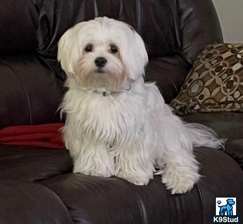 a white maltese dog sitting on a couch