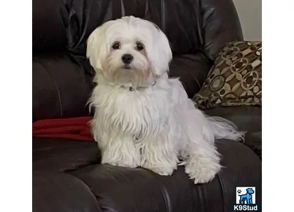 a white maltese dog sitting on a couch