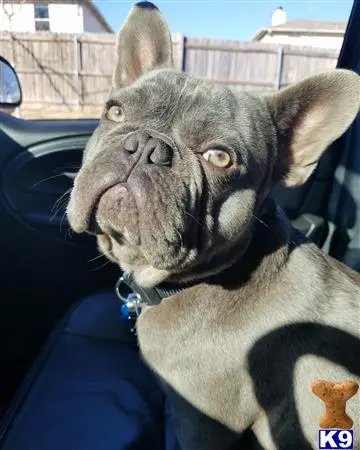 French Bulldog stud dog