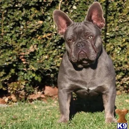 French Bulldog stud dog