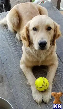 Golden Retriever female dog