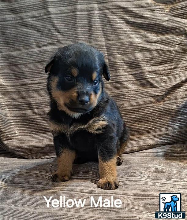 Rottweiler puppy