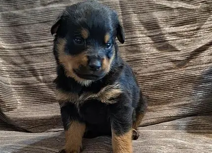 a rottweiler dog sitting on a wood floor
